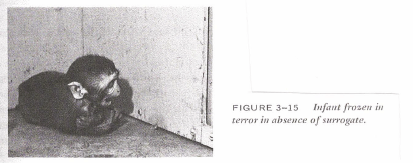 Harlows scared monkey